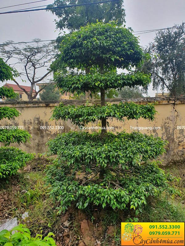 Bán cây sanh tại Hà Nội