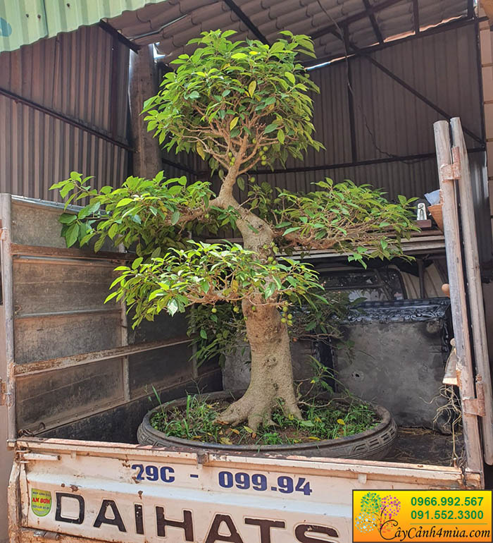 cây sung nếp ăn quả bonsai