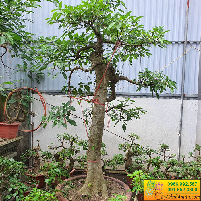 cây sung thế bonsai phong thủy