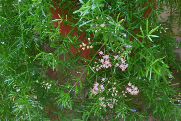 Hoa cây Thiên Môn Đông