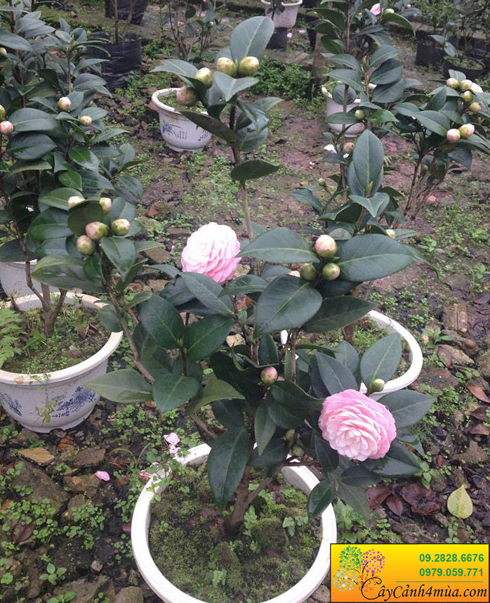 cây trà hoa hồng cung đình