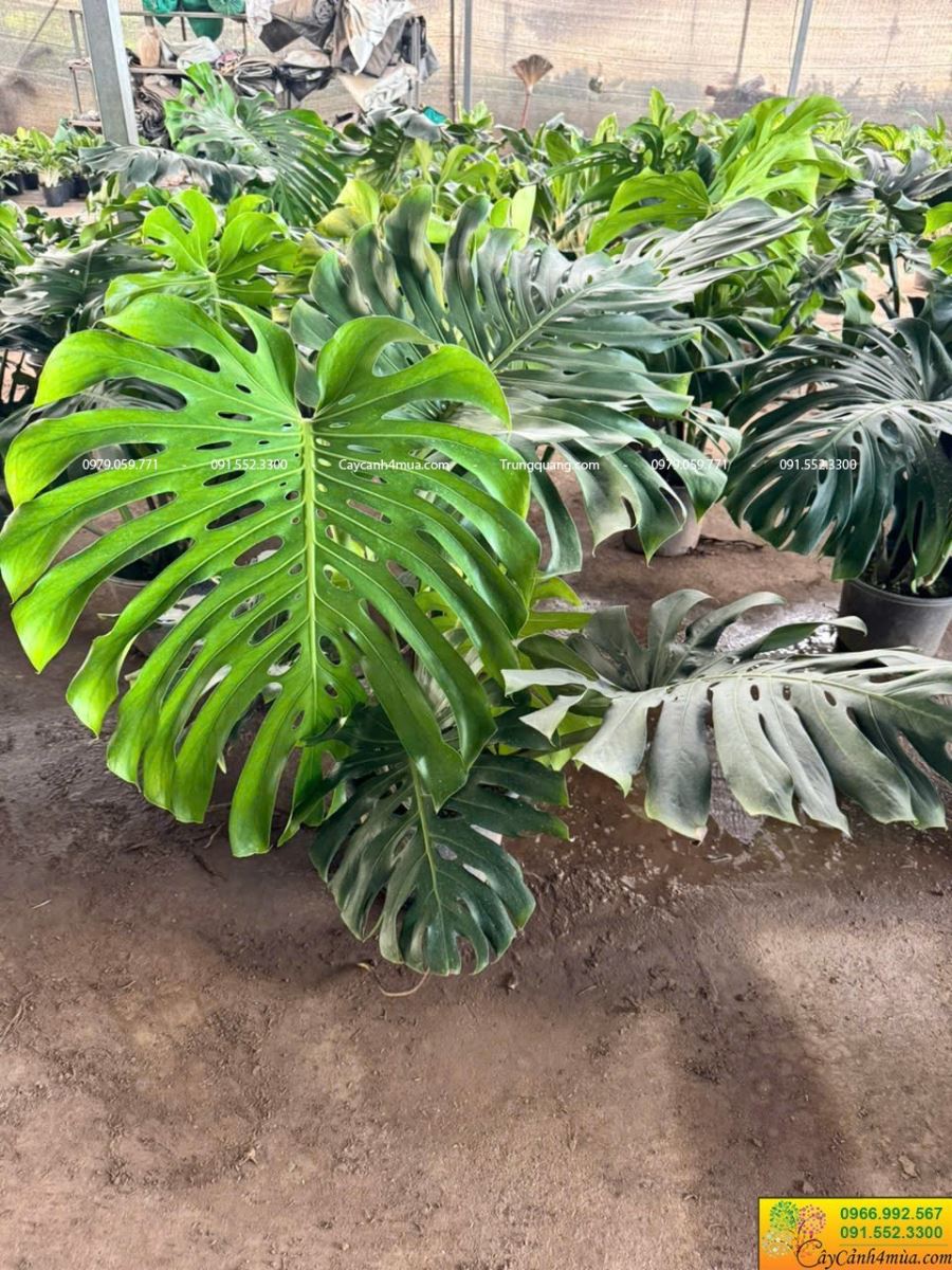 Trầu bà montera lá to