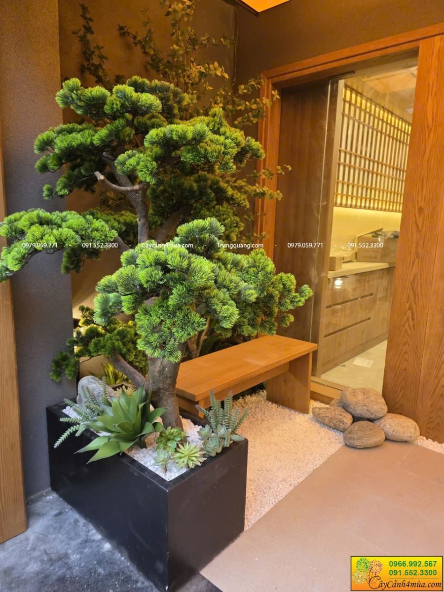 cây tùng la hán cao 1m2