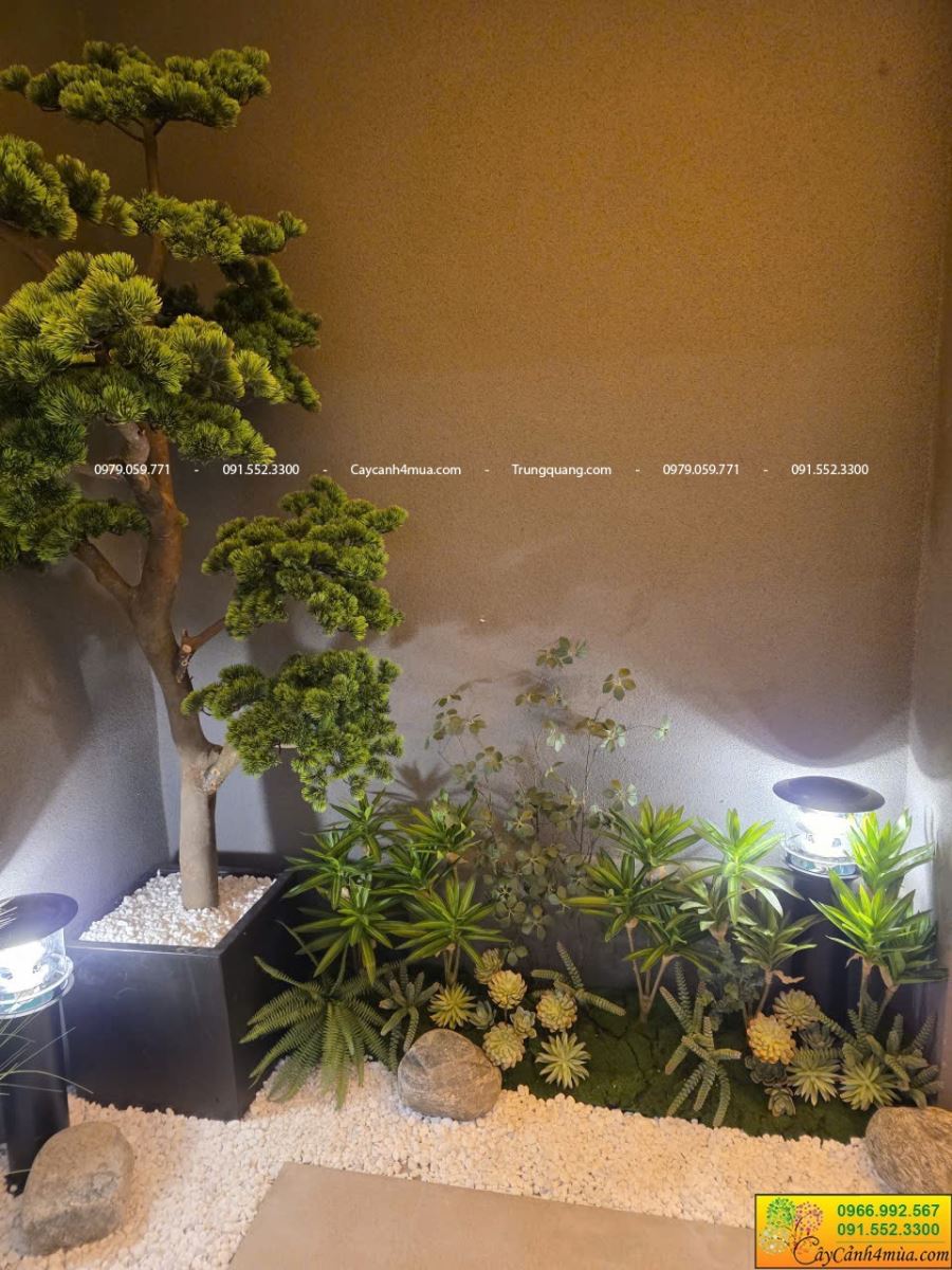 cây tùng la hán cao 1m8