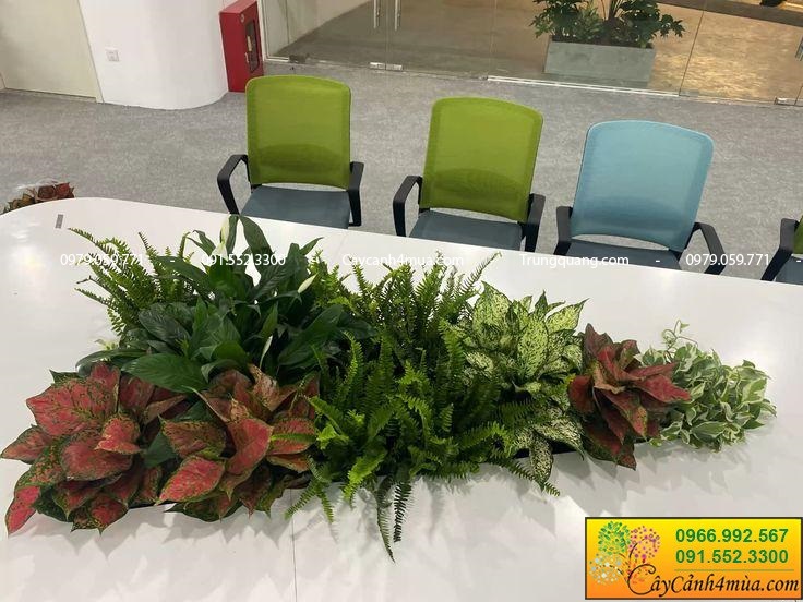 trồng cây văn phòng