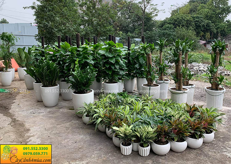 cây văn phòng đẹp Hà Nội