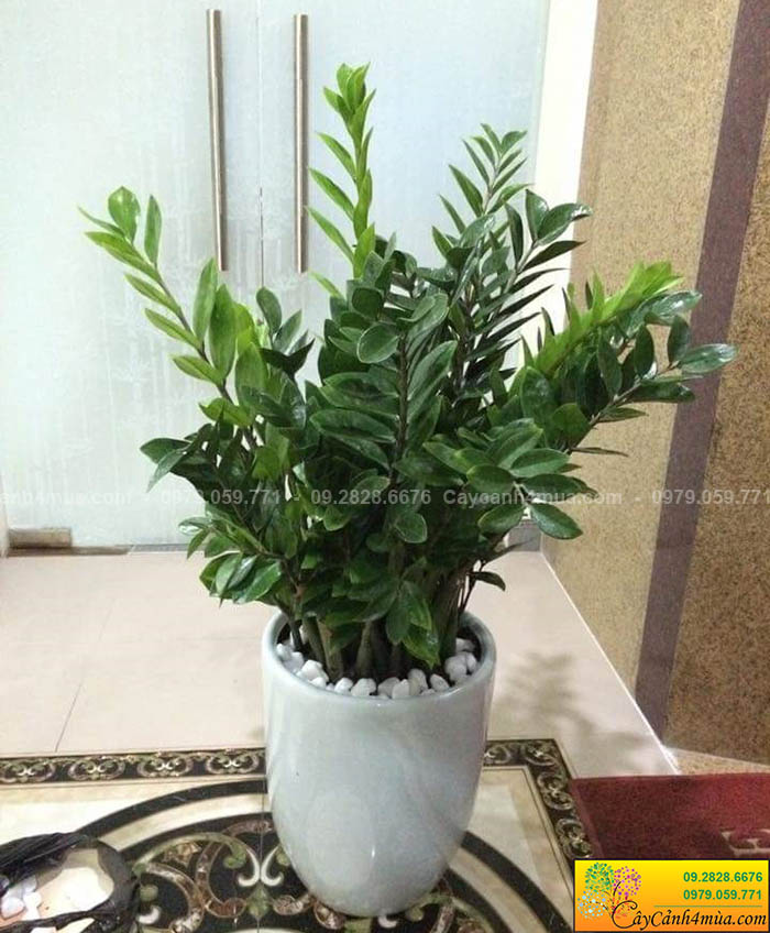 cây văn phòng kim tiền