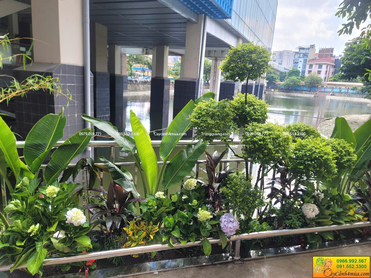 cây vàng bạc ánh dương