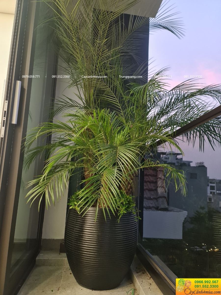 chà là trồng ban công