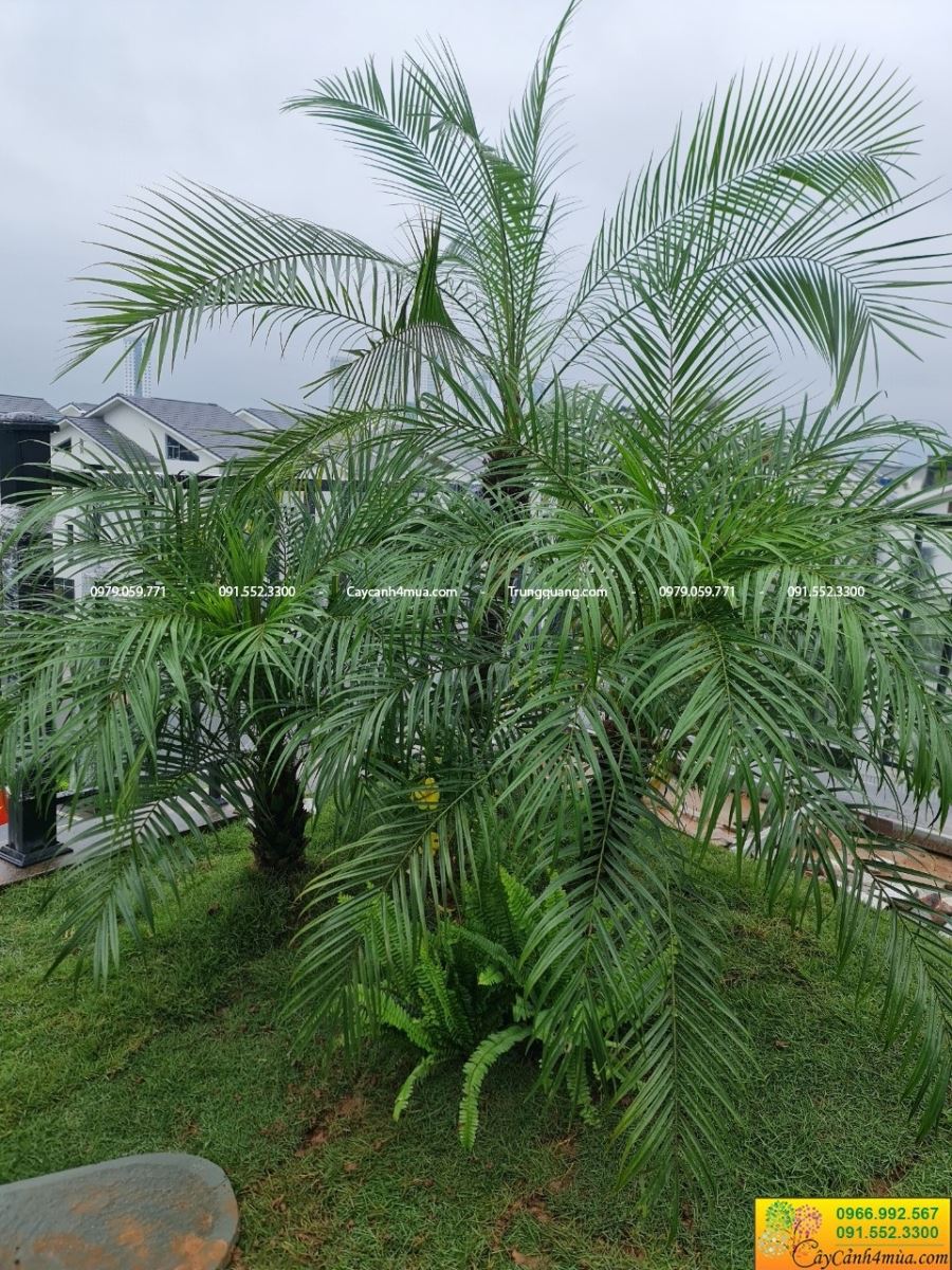 chà là trồng 3 cụm