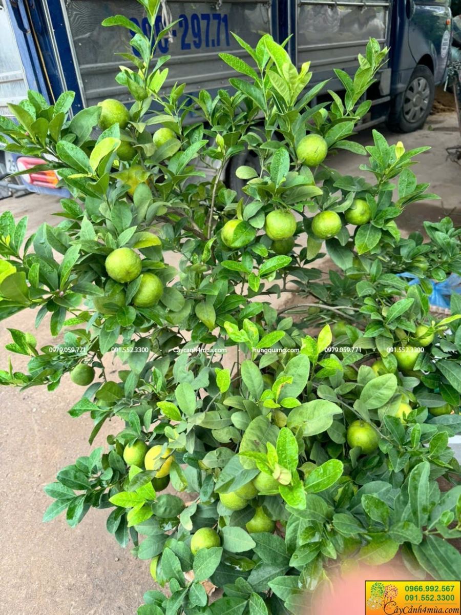 trồng cây chanh ta siêu quả