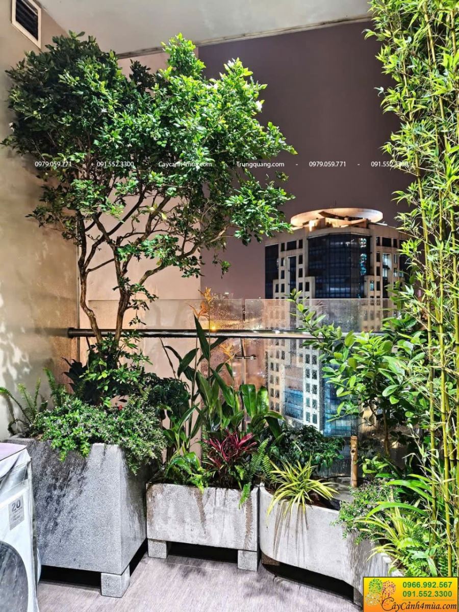 cây nguyệt quế hoa quanh năm