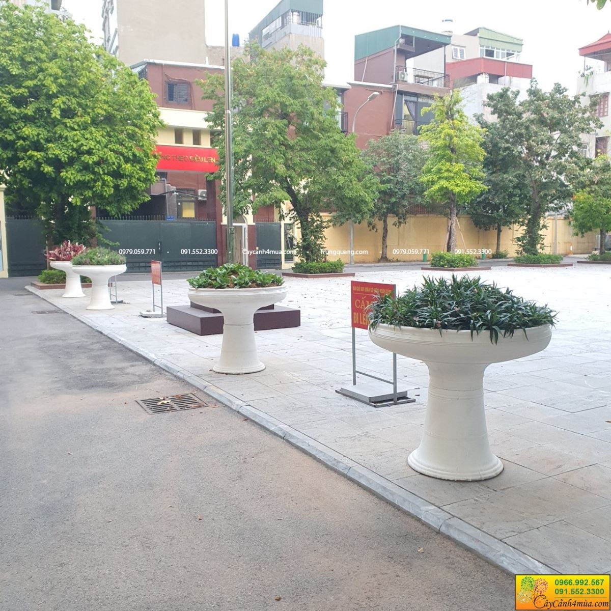 chậu ly xi măng dáng cao