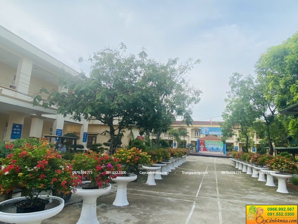 chậu ly giao trường học