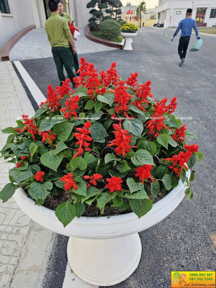 chậu ly đặt sảnh cơ quan