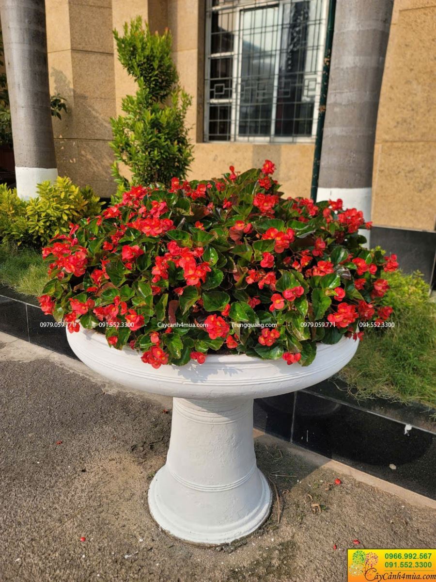 thu hải đường trồng chậu ly