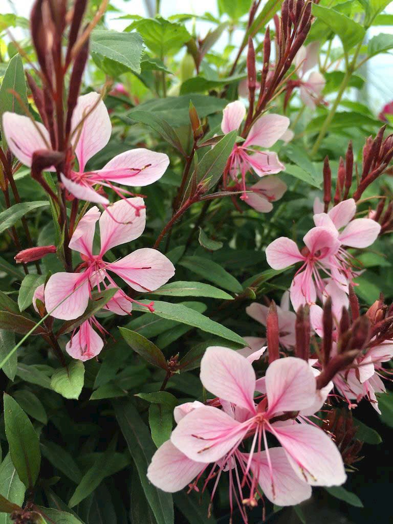 cỏ gaura
