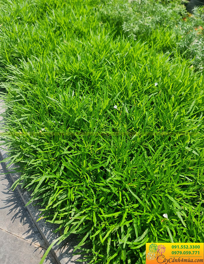 cỏ mây mỹ xanh mềm mại trồng nền thảm sân vườn