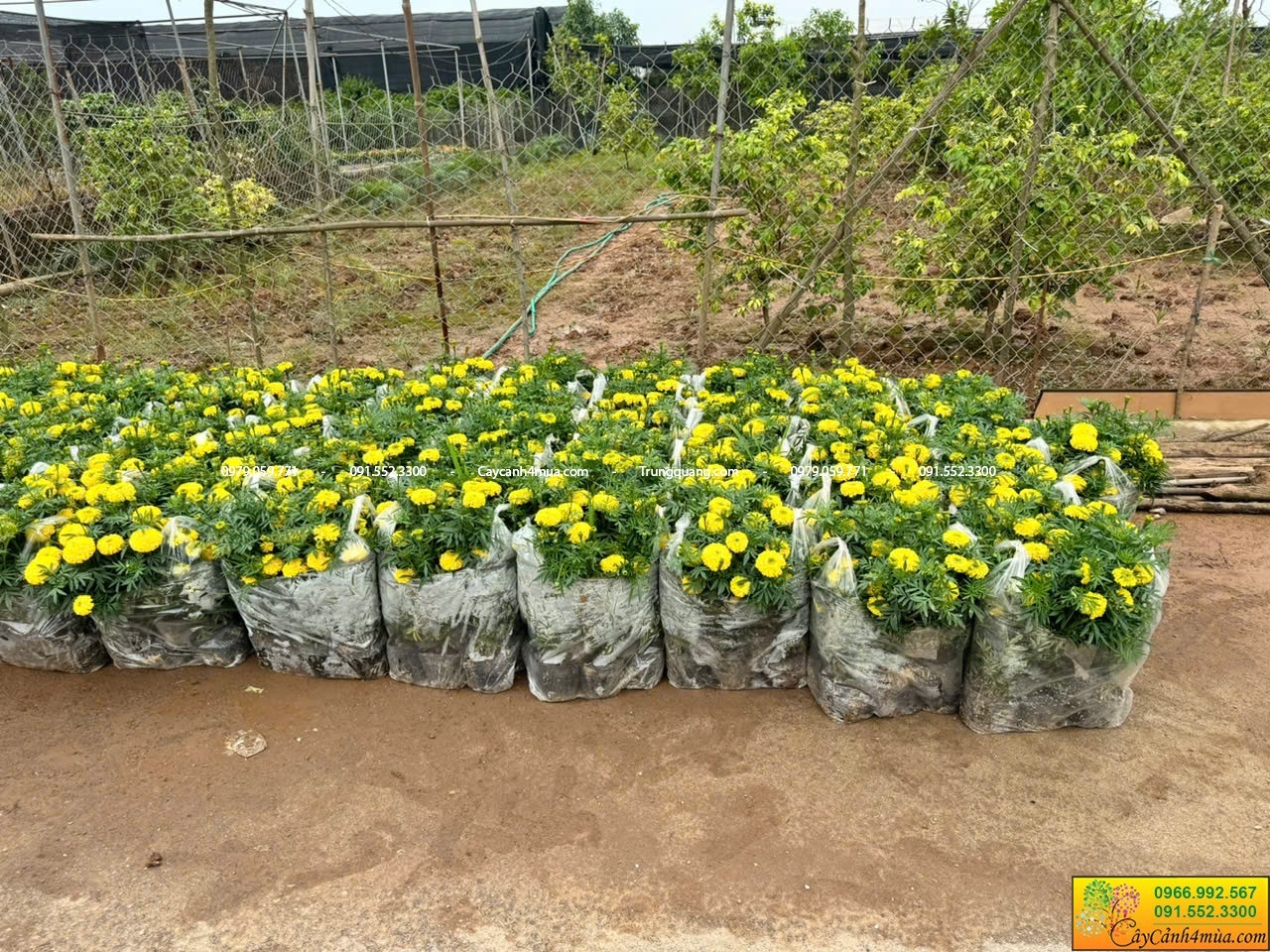 cúc vạn thọ giao công trình