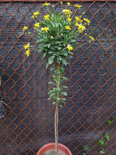 Cúc hoa vàng thân gỗ