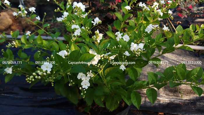 Đặc điểm của cây chuối ngọc hoa trắng 