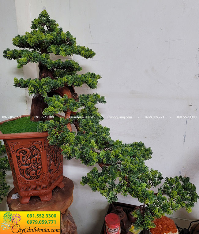 Thông tin về cây tùng la hán bonsai giả