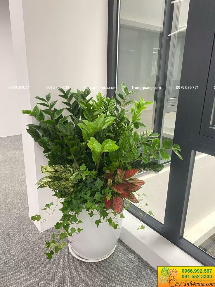 trồng cây đặt tại cửa sổ
