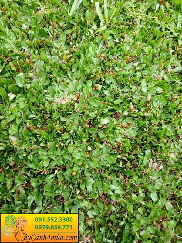 Địa chỉ bán cây cỏ lá gừng thái lan tại Hà Nội