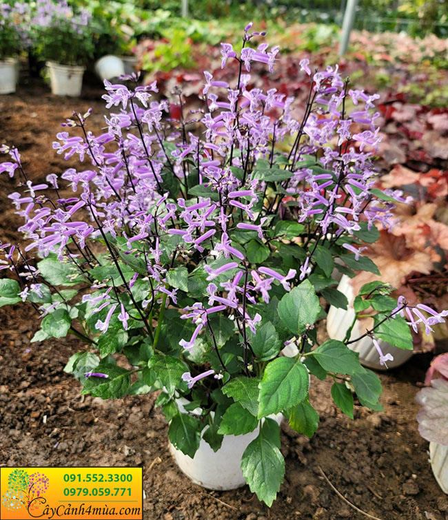 Đặc điểm của cây mona lavender 