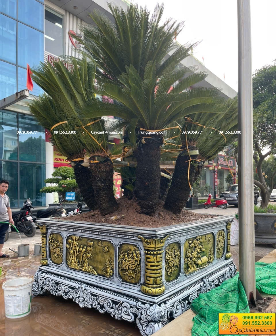 vạn tuế sau khi lên chậu đăt trước trung tâm thương mại