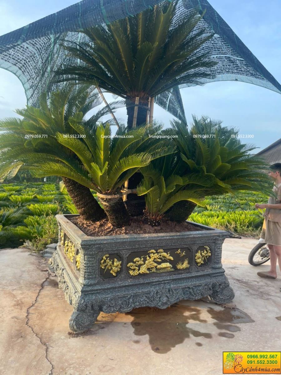 vạn tuế trồng chậu vuông xi măng