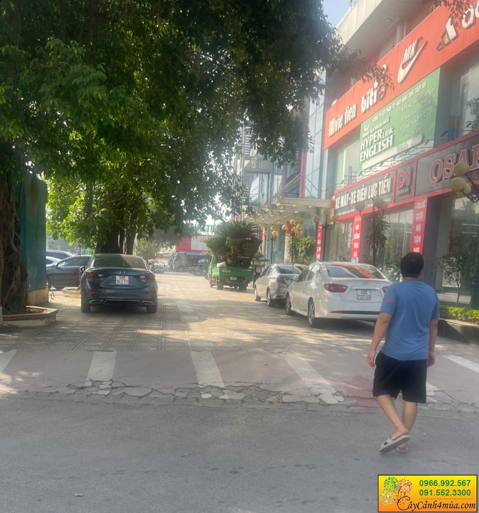 vạn tuế được chở đến cho khách rồi mới trồng