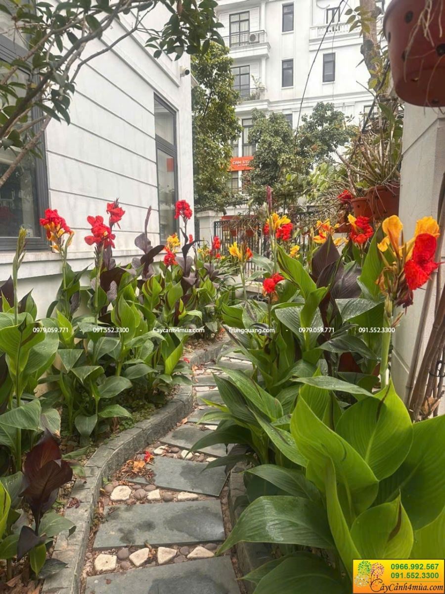 dong cảnh trồng viền