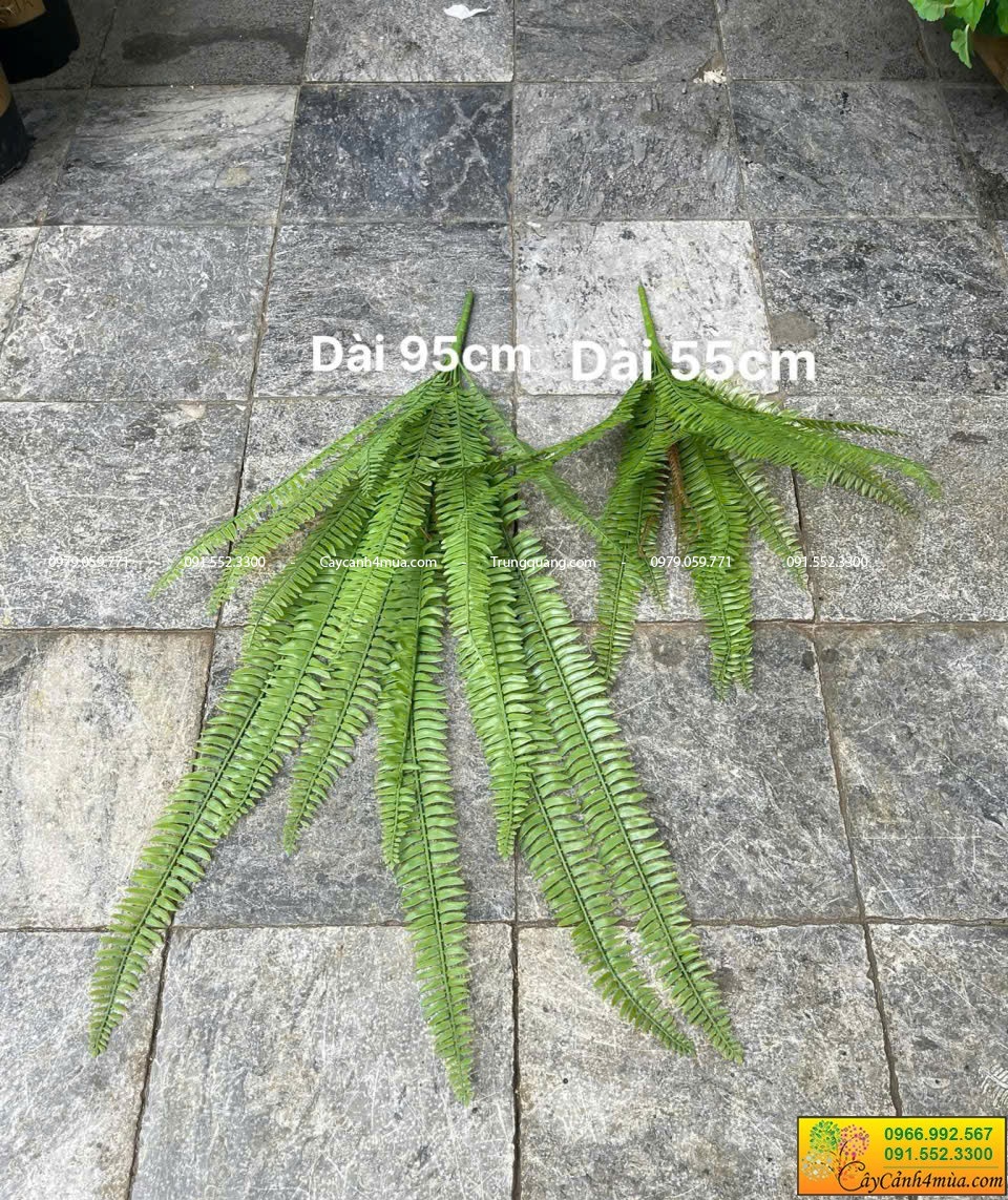 dương xỉ dài 55cm