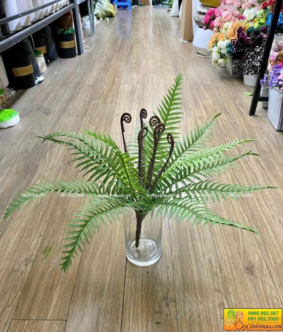 dương xỉ dài 50cm