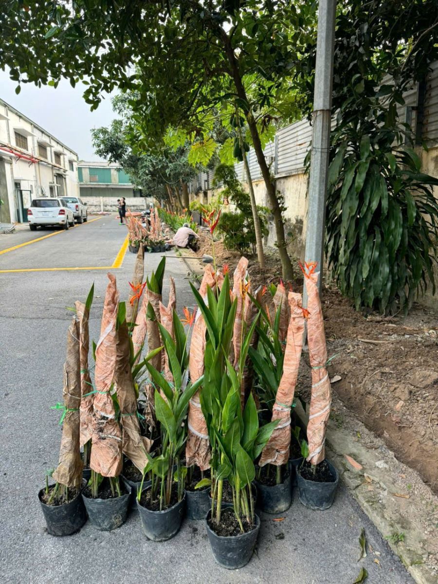 Mỏ két giao khách trồng viền