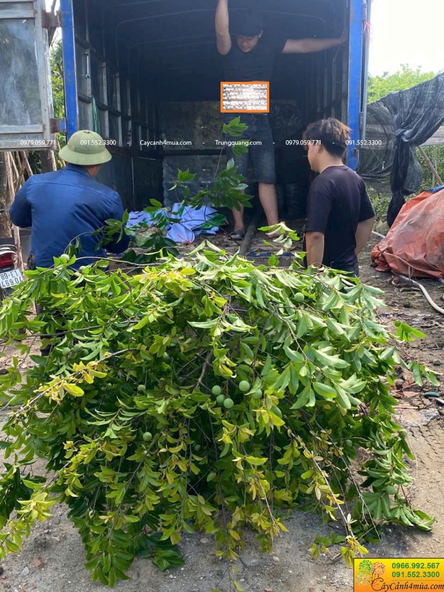 đánh thị sẵn quả cho khách