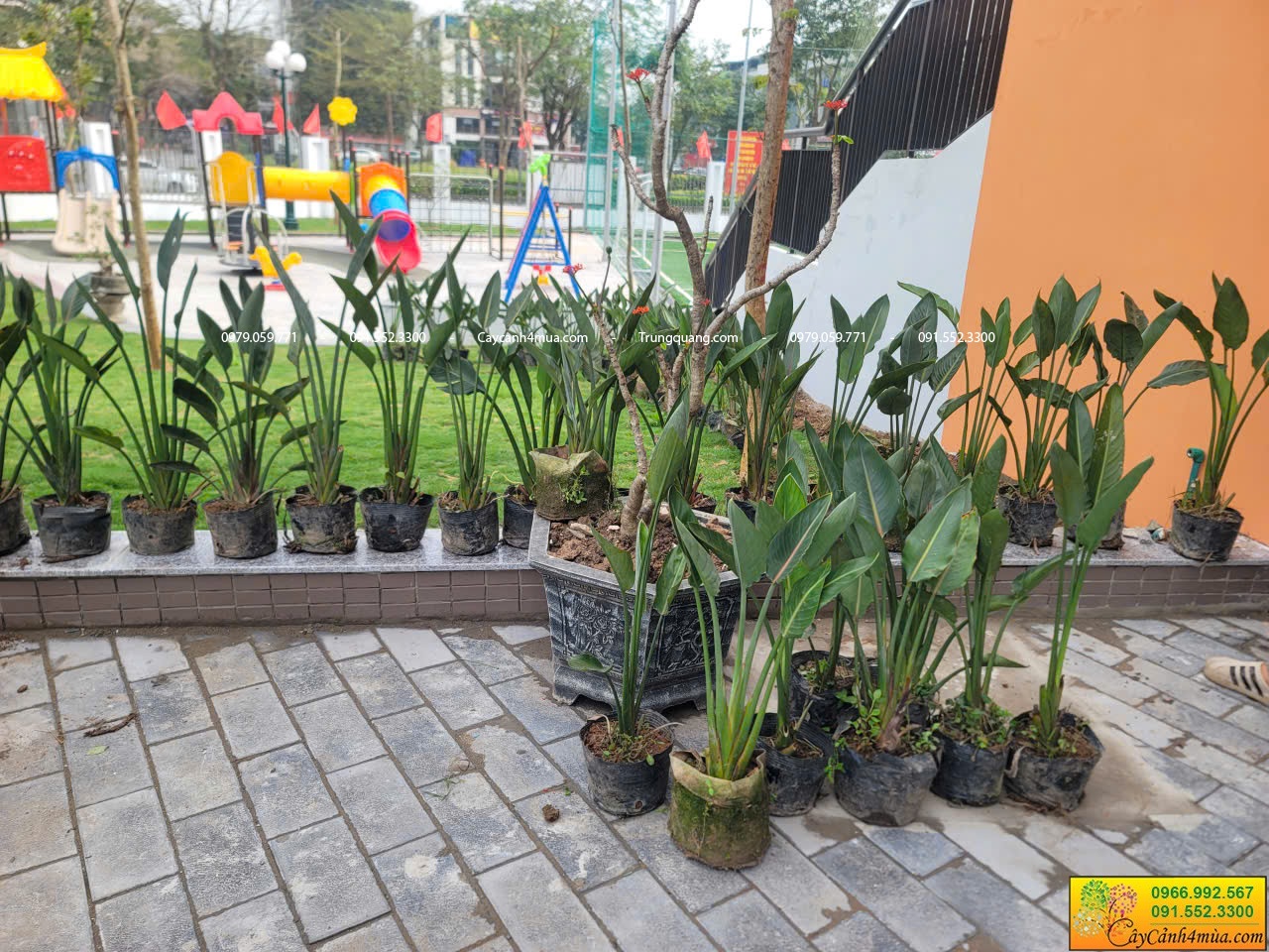 giao thiên điểu hạc cam