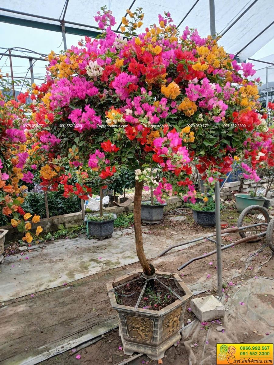 giấy thái đang nở hoa