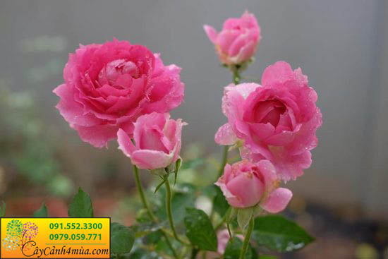 Hình ảnh cây Hoa hồng Sheherarad