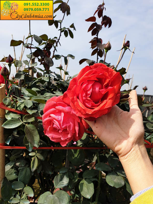 Hình ảnh cây hoa hồng cổ trung quốc