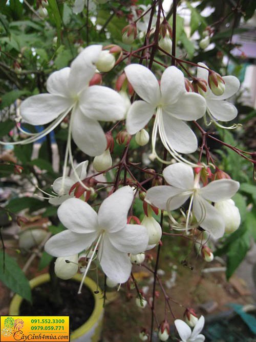 Hình ảnh cây ngọc minh châu hoa trắng
