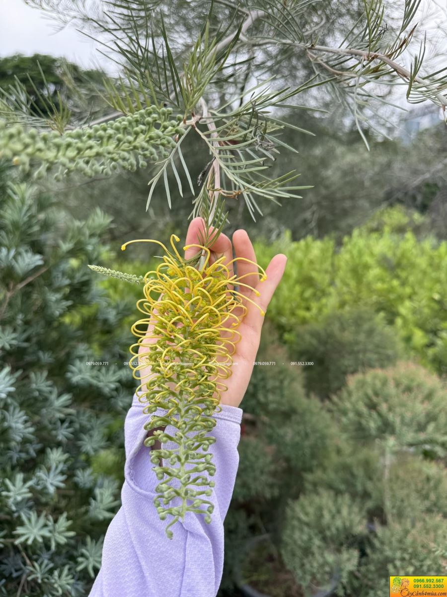 hoa cây Grevillea juniperina – cây cánh phượng màu vàng