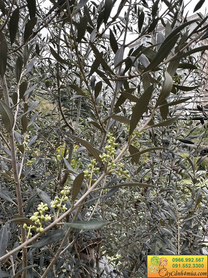 hoa của cây oliu
