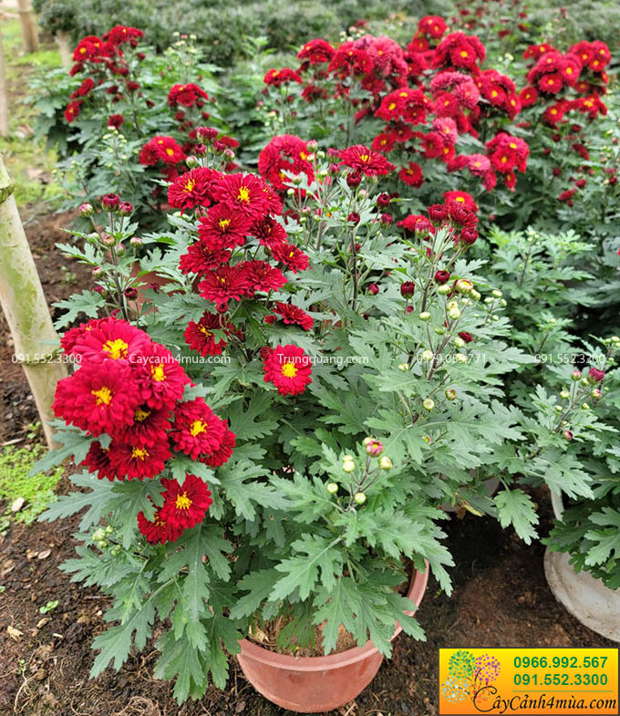 hoa cúc đỏ n8 trồng ban công