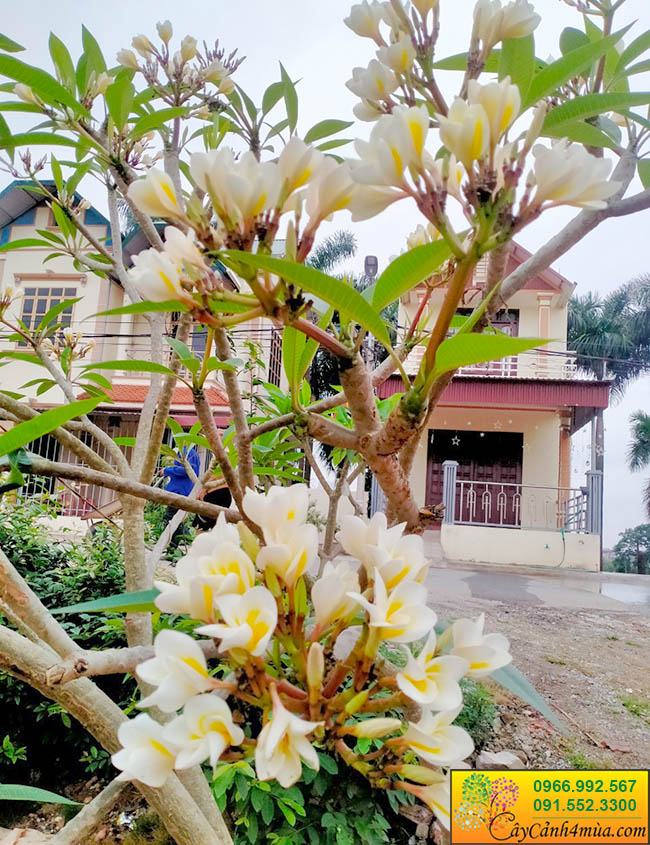cây hoa đại trắng nhị vàng thơm