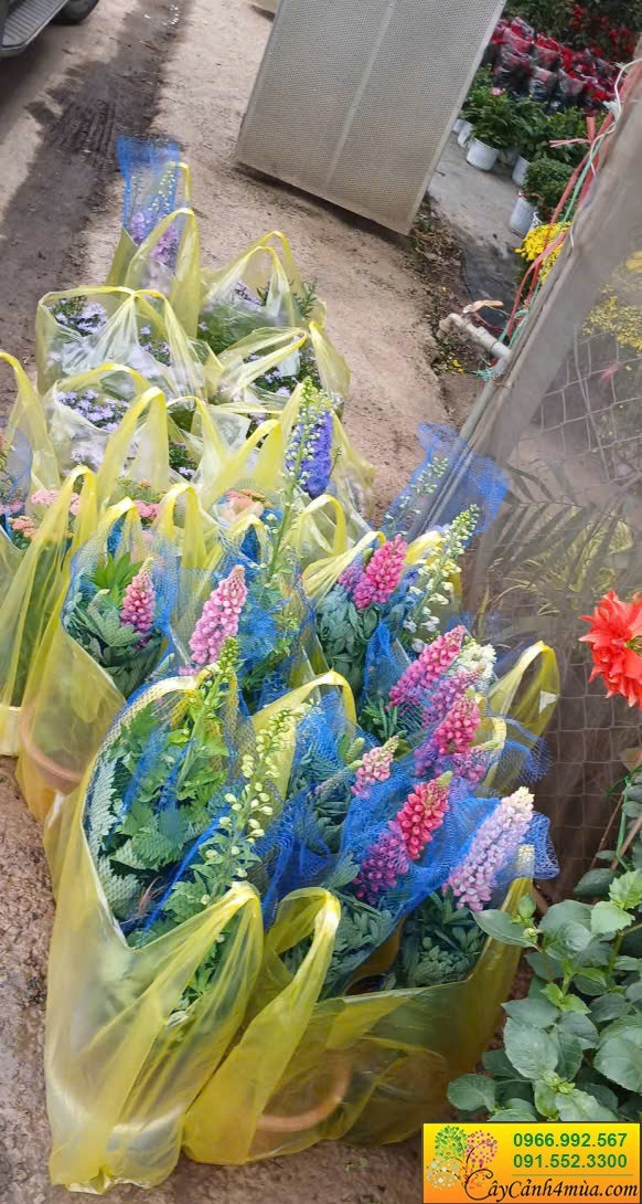 cây hoa đậu lupin