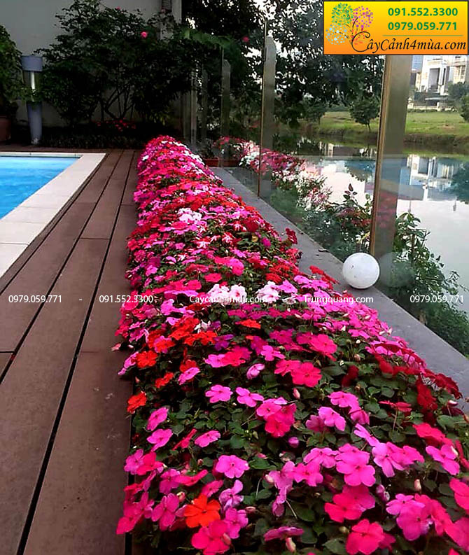 Hoa trồng viền bể bơi