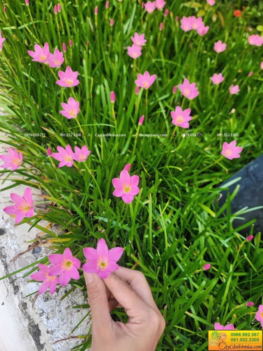 hoa huệ mưa