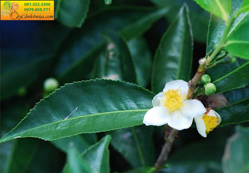 hoa trà màu trắng nhụy vàng